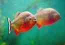 Piranha